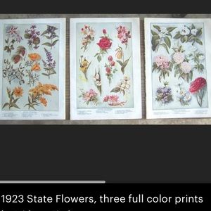 1923 State Flowers, three full color prints